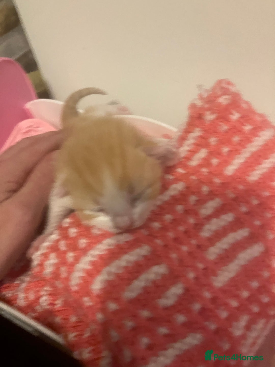 Mixed Breed cats for sale: Beautiful kittens for sale - Advert 14