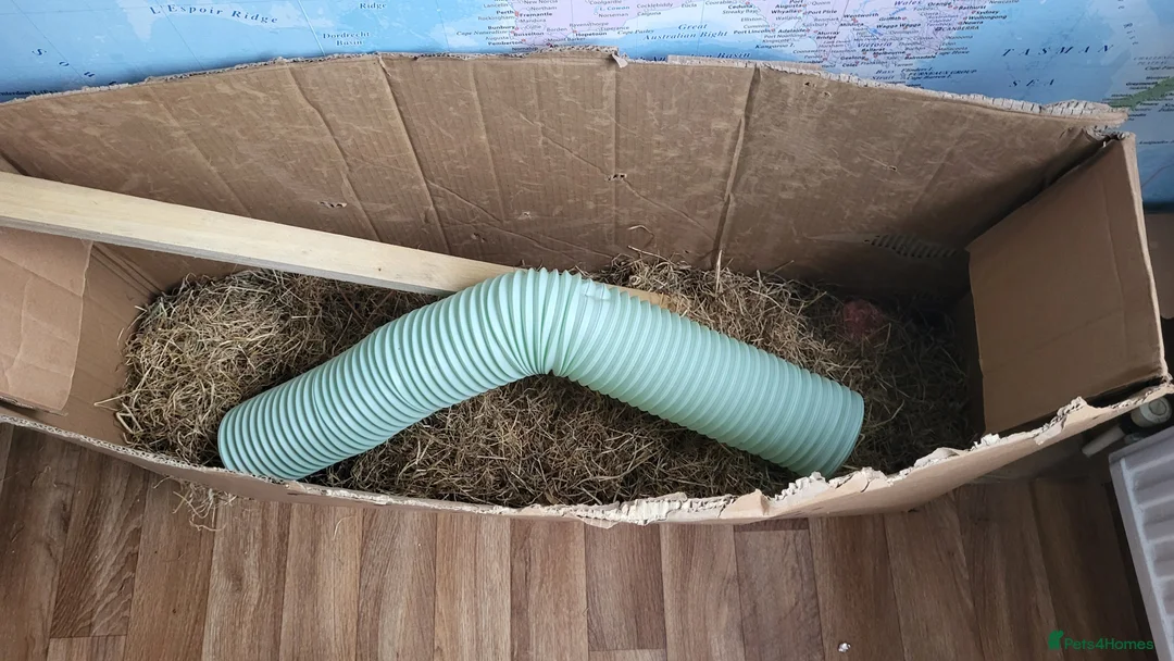 Rat rodents for sale: 4 Female Fancy Rats and Complete Setup  - Advert 7