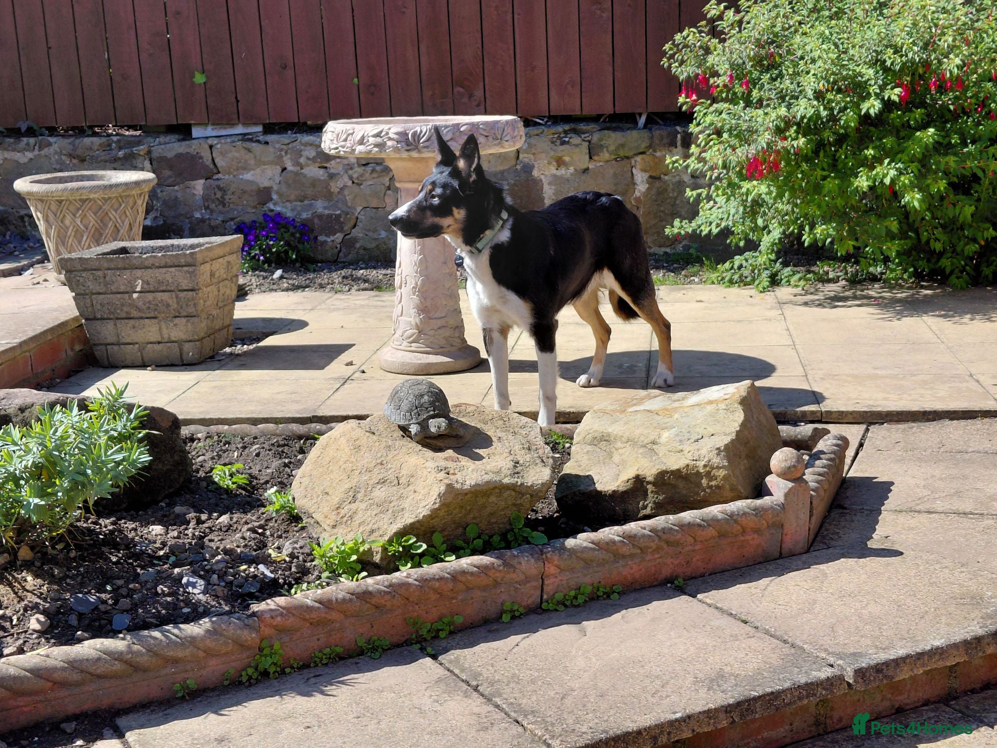 Mixed Breed dogs 8 healthy active collie pups - Advert 2