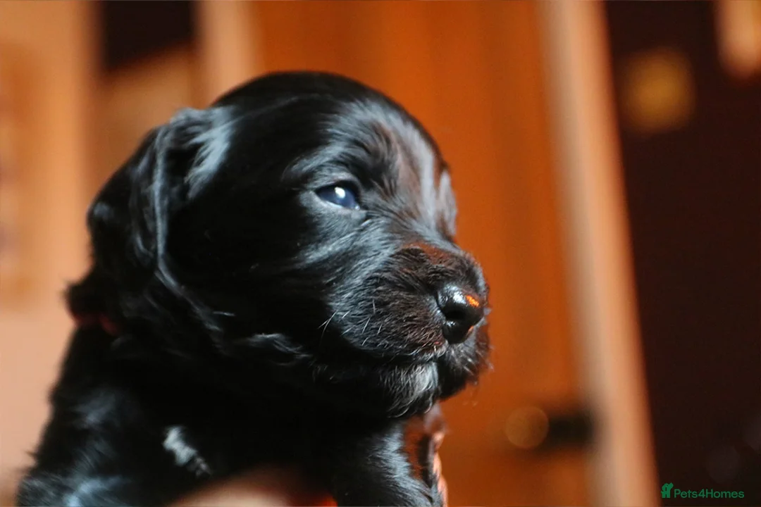 Cockapoo dogs for sale: Cockapoo Puppies for sale in Brighton - Advert 14