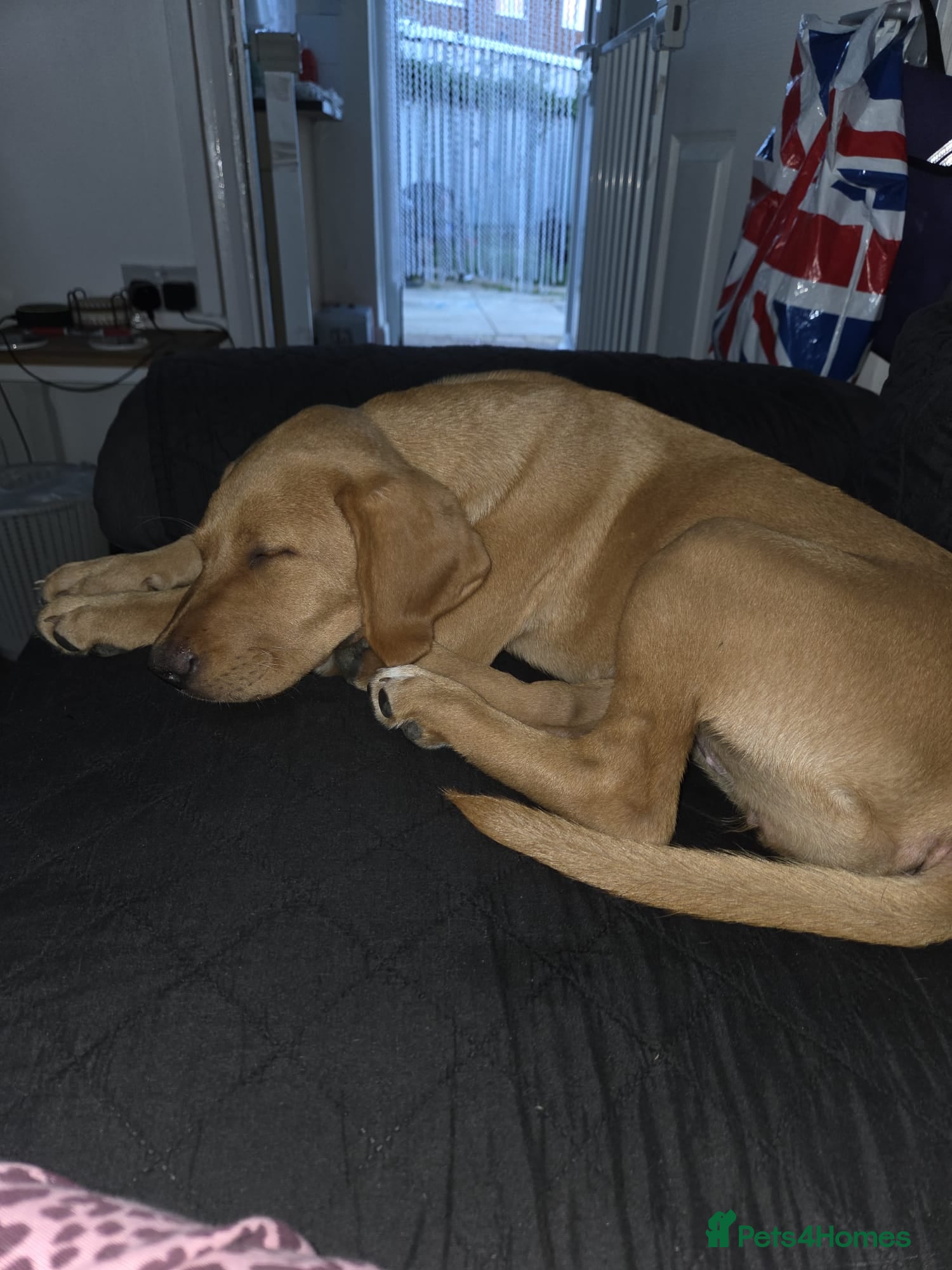 Labrador Retriever dogs Labrador retriever 8 months  - Advert 7