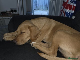 Labrador Retriever dogs Labrador retriever 8 months - Advert 7