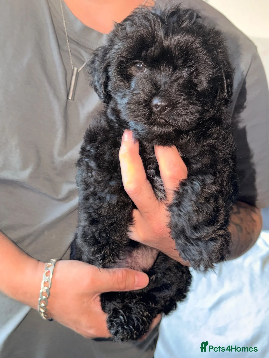 Mixed Breed dogs for sale: Yorkiepoo - Advert 6