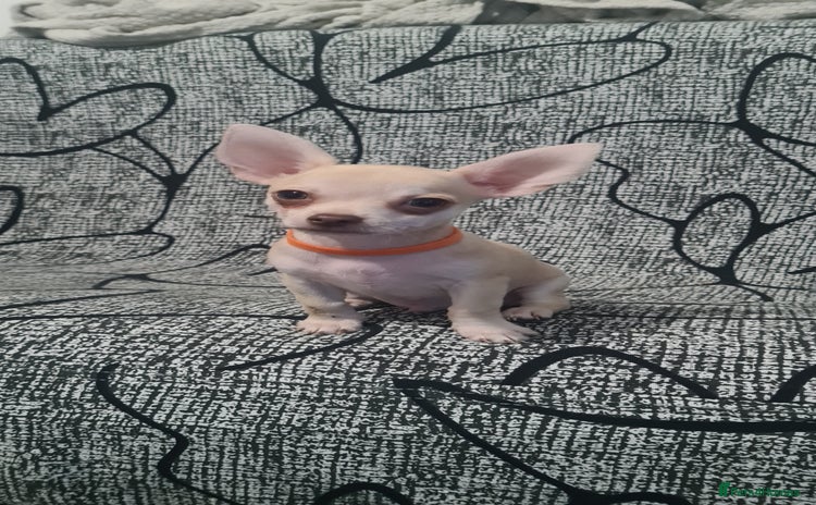 Chihuahua dogs - Advert 1