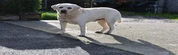 Goldador dogs for sale: Extensively Health tested, Chunky, Great with kids - Advert 13