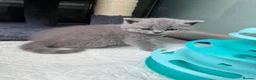 British Shorthair cats for sale: GCCF Beautiful British Shorthair Kittens for sale in Bolton - Advert 2
