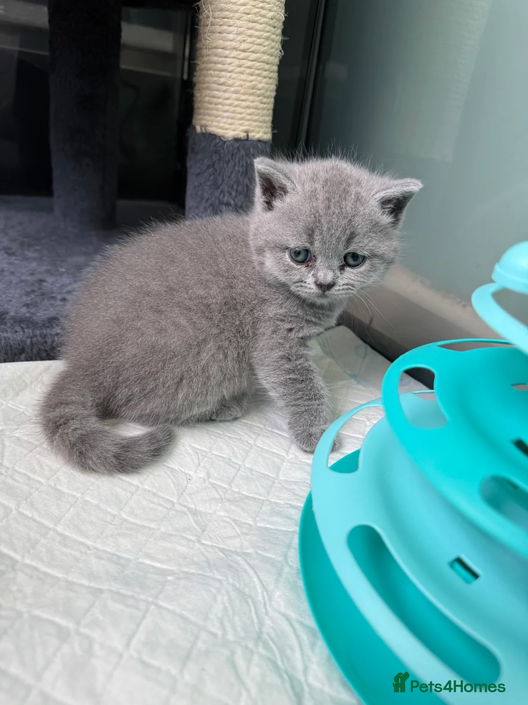British Shorthair cats for sale: GCCF Beautiful British Shorthair Kittens for sale in Bolton - Advert 2