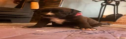 Staffordshire Bull Terrier dogs for sale: Staffordshire Bull Terrier Puppies - Family Raised - Advert 17