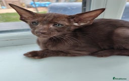 Oriental cats for sale: GCCF. Stunning Havana (Oriental Chocolates)  - Image 1