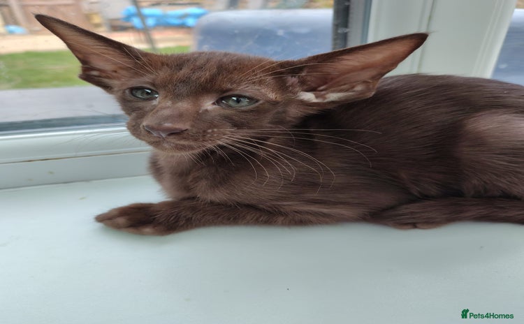 Oriental cats - Advert 1