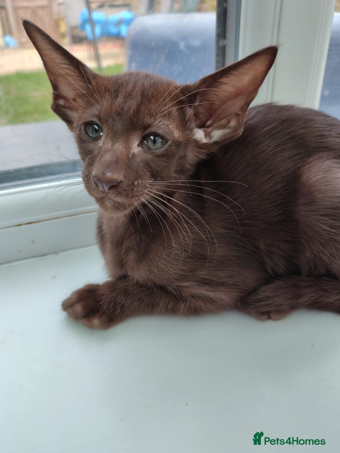 Oriental cats for sale: GCCF. Stunning Havana (Oriental Chocolates)  - Image 1