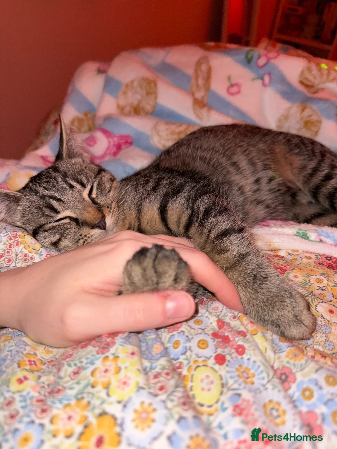 British Shorthair cats for sale: Kitten for sale - Advert 6