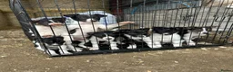 Border Collie dogs for sale: 8 Border collies puppies ready for a new home! - Advert 10