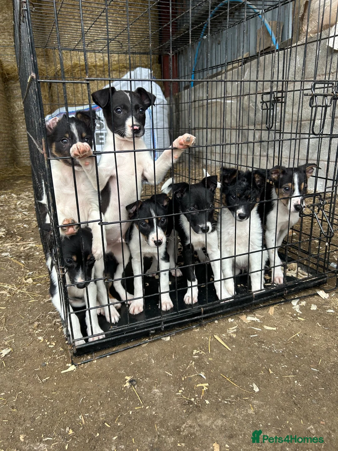 Border Collie dogs for sale: 8 Border collies puppies ready for a new home! - Advert 10