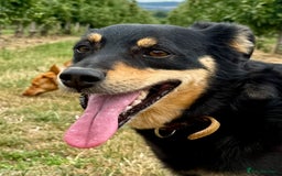 German Shepherd dogs for adoption: Gatto  in West Malling - Image 10