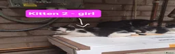 Mixed Breed cats for sale: Friendly farm kittens seeking their forever homes in Gretna - Advert 4