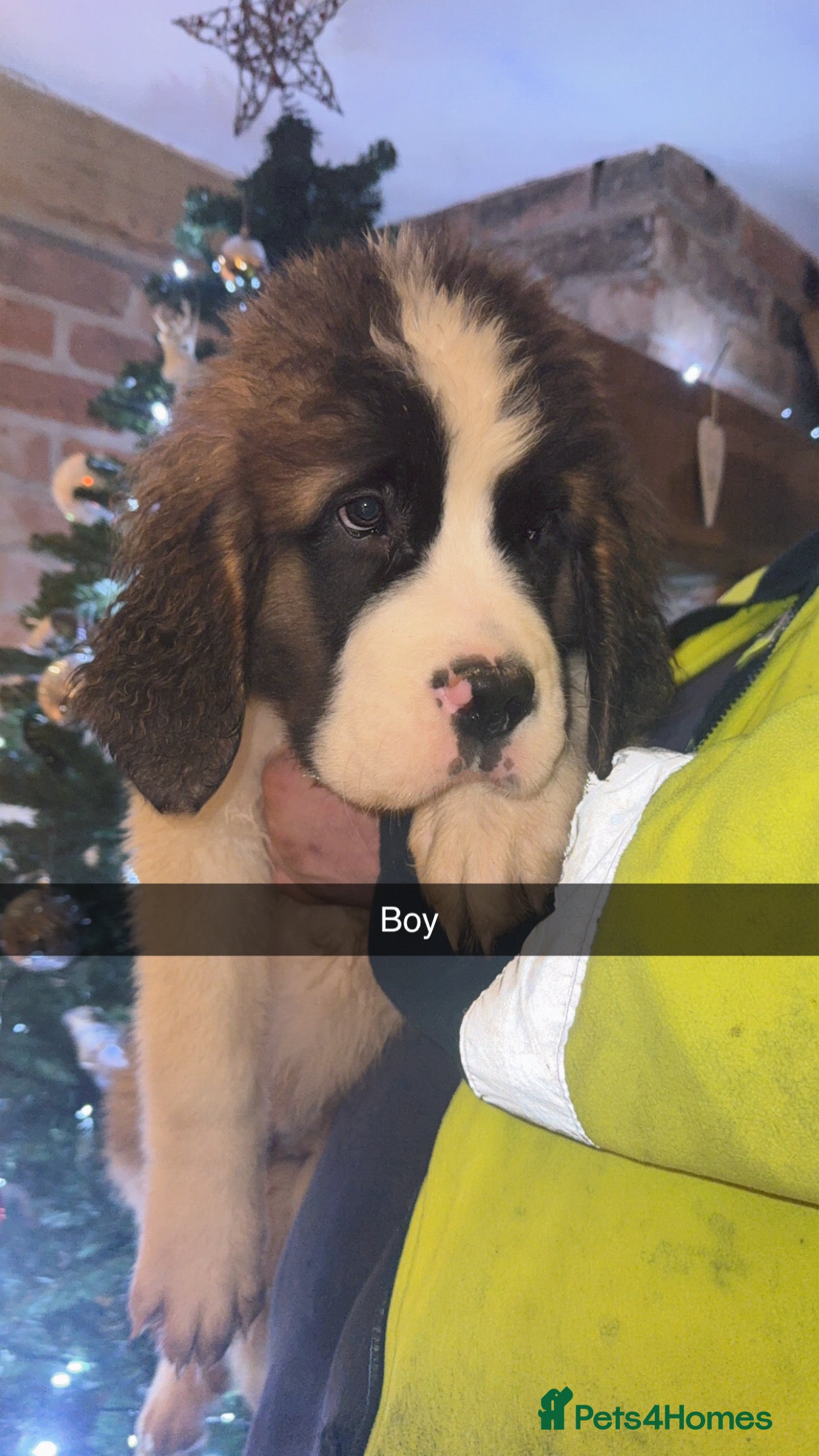 Saint Bernard dogs Gorgeous Saint Bernard puppies for sale - Advert 1