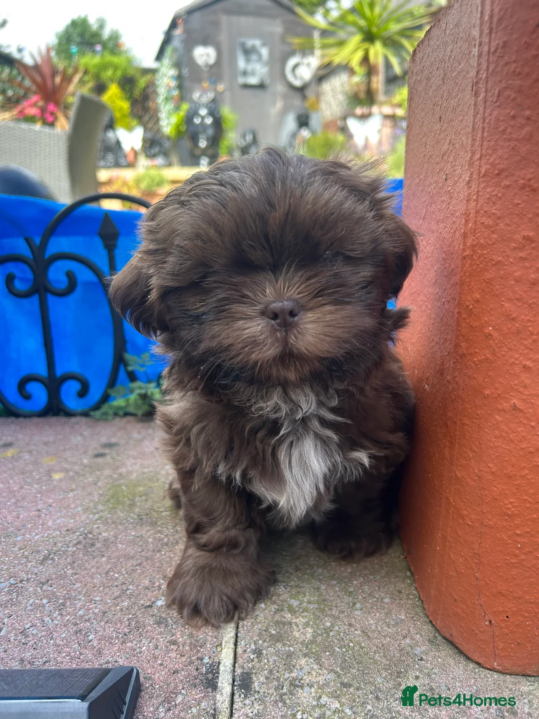Shih Tzu dogs for sale: Chocolate Imperial Shihtzu Male - Advert 2