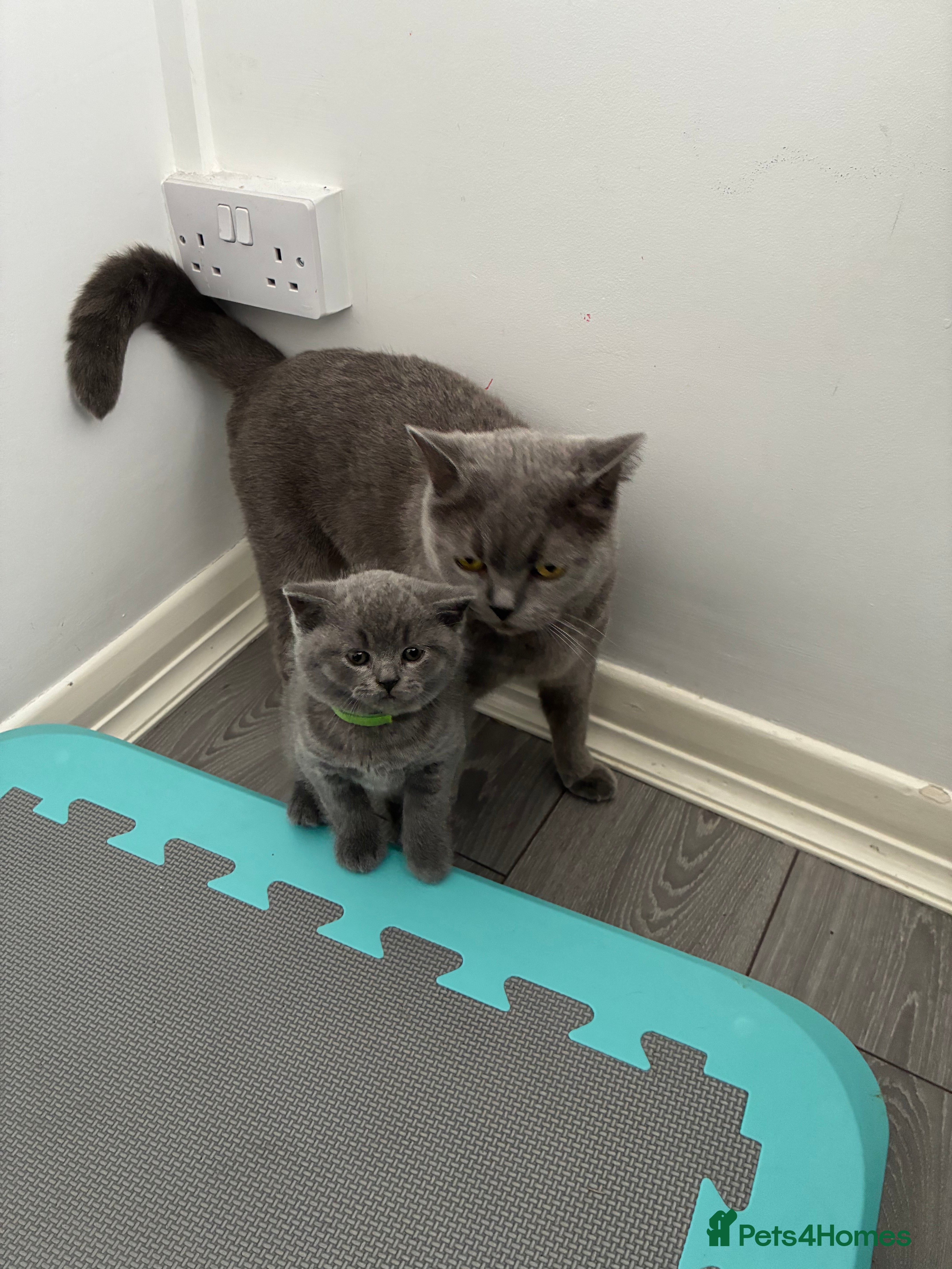 British Shorthair cats British Blue short hair Boy 💚 - Advert 2