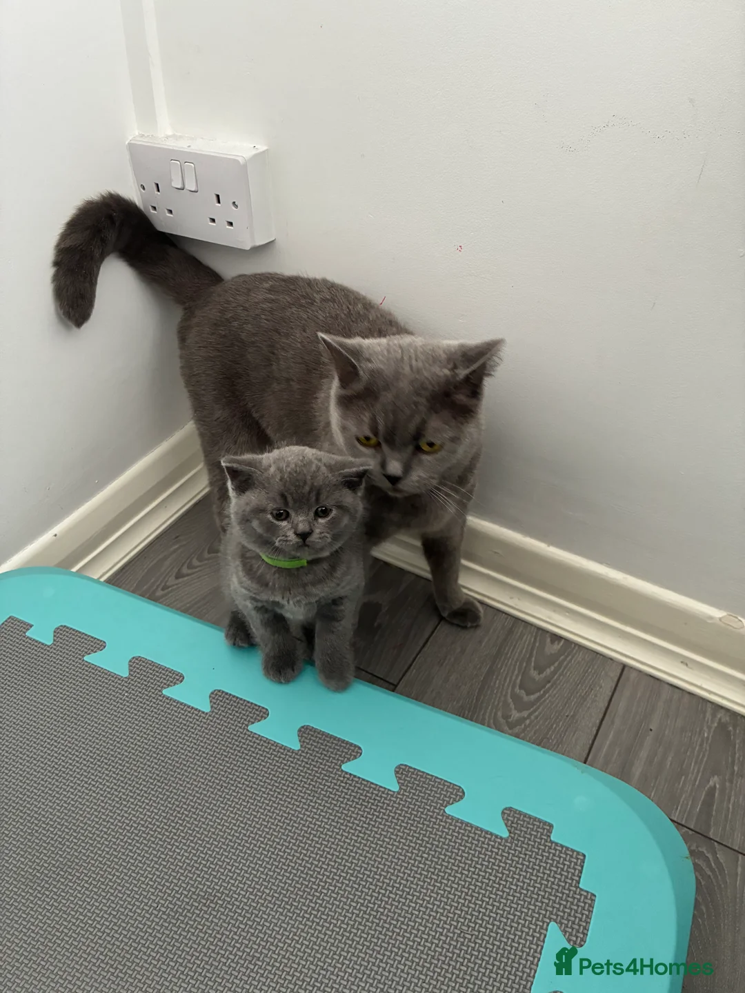 British Shorthair cats for sale: British Blue short hair Boy 💚 - Advert 2