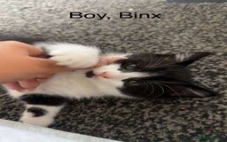 British Shorthair cats for sale: Cross British short hair kittens  - Image 5