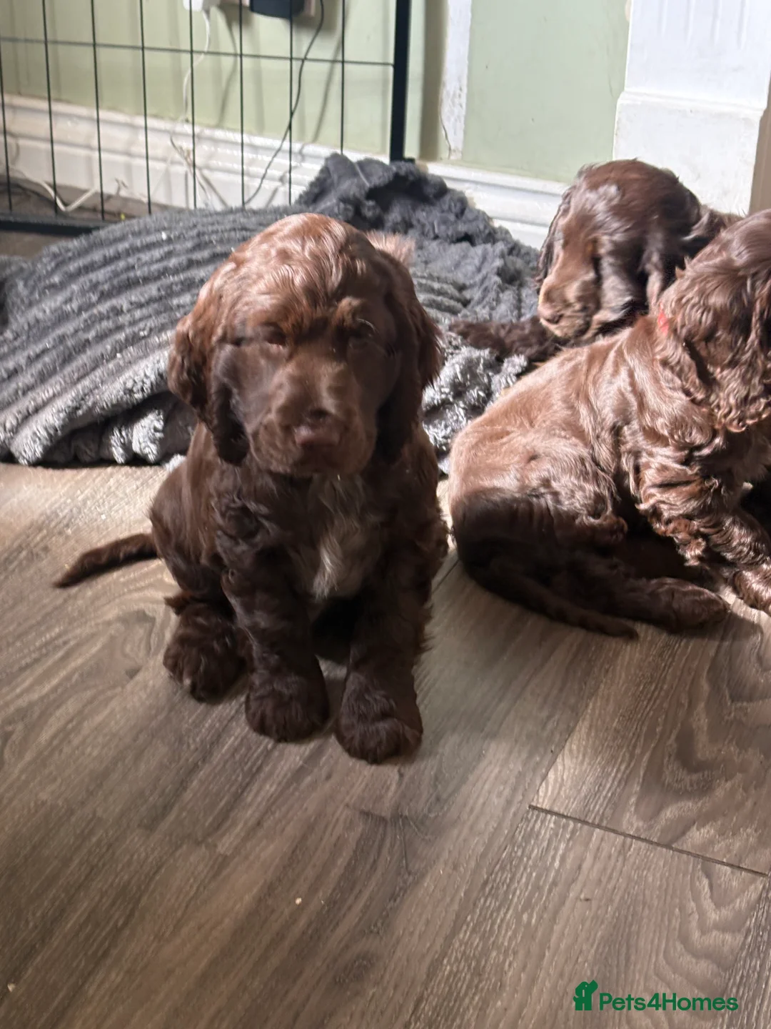 Cocker Spaniel dogs for sale: 100%show cocker spanials kc registered  - Advert 2
