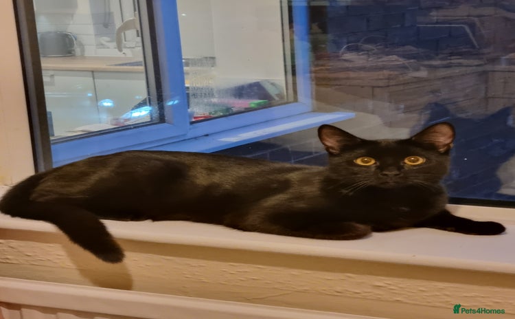 Domestic Shorthair cats - Advert 1