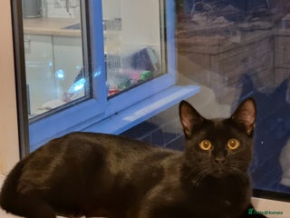 Domestic Shorthair cats - Advert 4