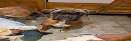 Boxer dogs for stud: 2 proved heath tested boxers for Stud - Advert 2