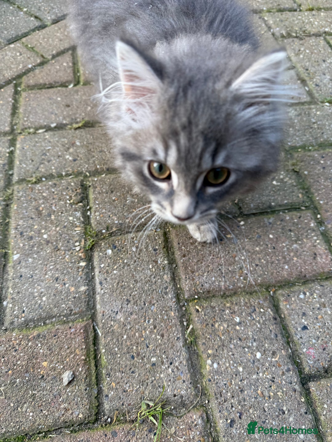 Mixed Breed cats for sale: Kittens for sale  - Advert 8