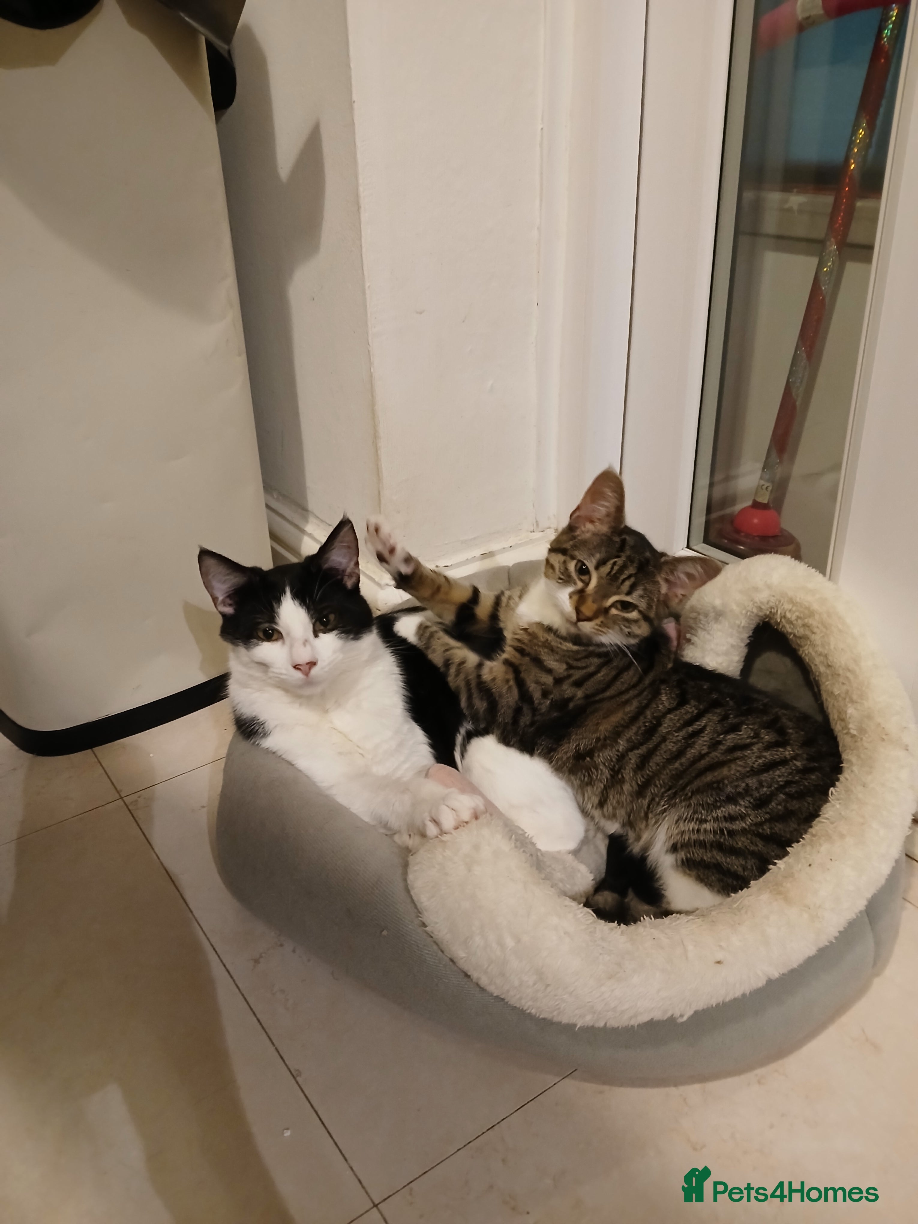 Mixed Breed cats 1 male and 1 female bonded kittens - Advert 1