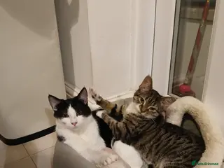 Mixed Breed cats 1 male and 1 female bonded kittens - Advert 2