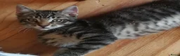 Mixed Breed cats for sale: ONLY ONE AMAZING, BEAUTIFUL, CLEVER, KITTEN LEFT - Advert 18