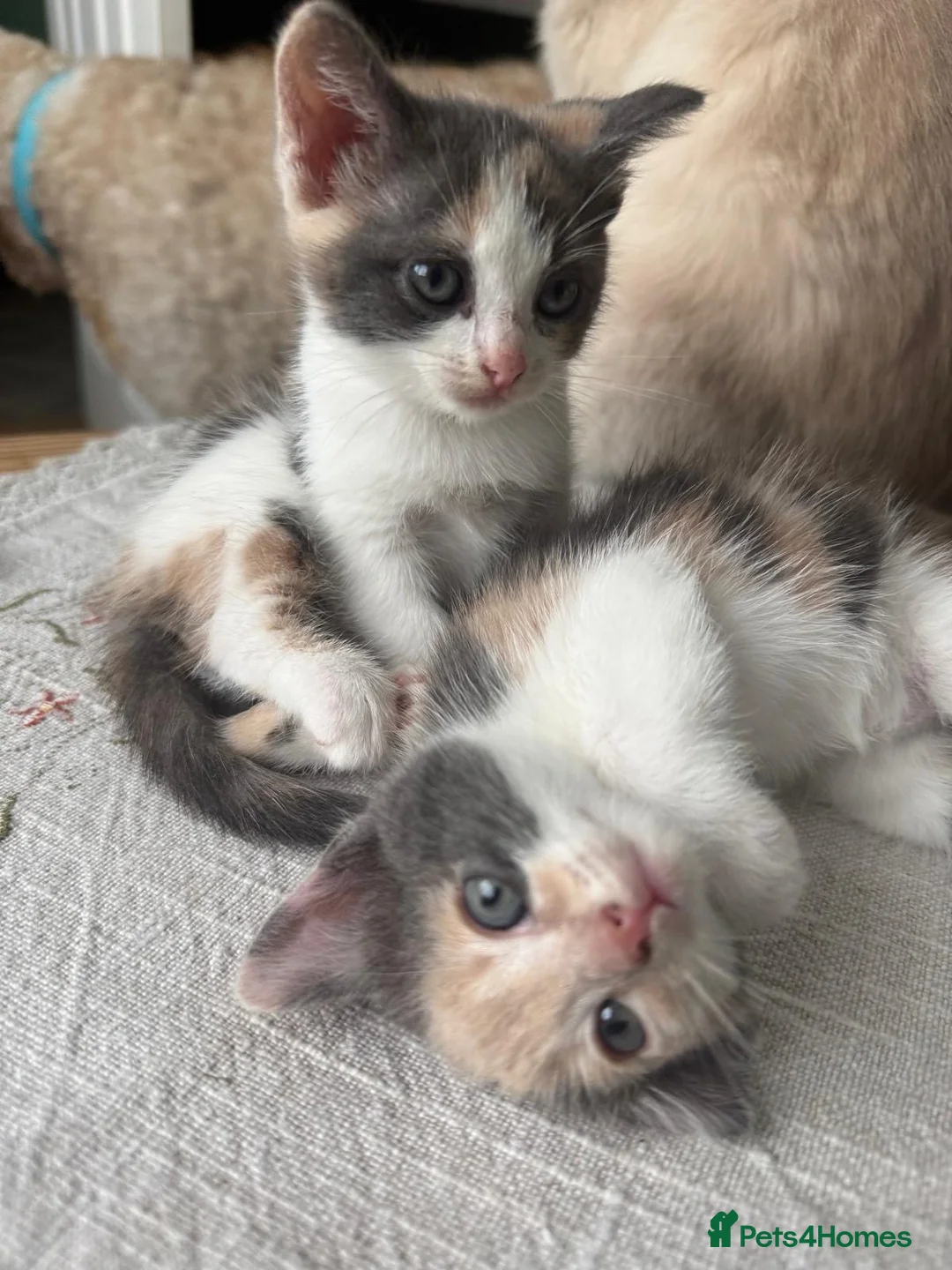 Ragdoll cats for sale: 3 Beautiful ragdoll mix for Sale – 1 Boy & 2 Girls - Advert 5