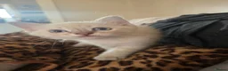Ragdoll cats for sale: Ragdoll cross kittens  - Advert 7