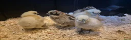 Chickens poultry for sale: Silkie bantams, 3 white 2 partridge - Advert 3