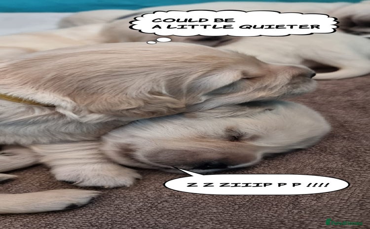 Golden Retriever dogs - Advert 12