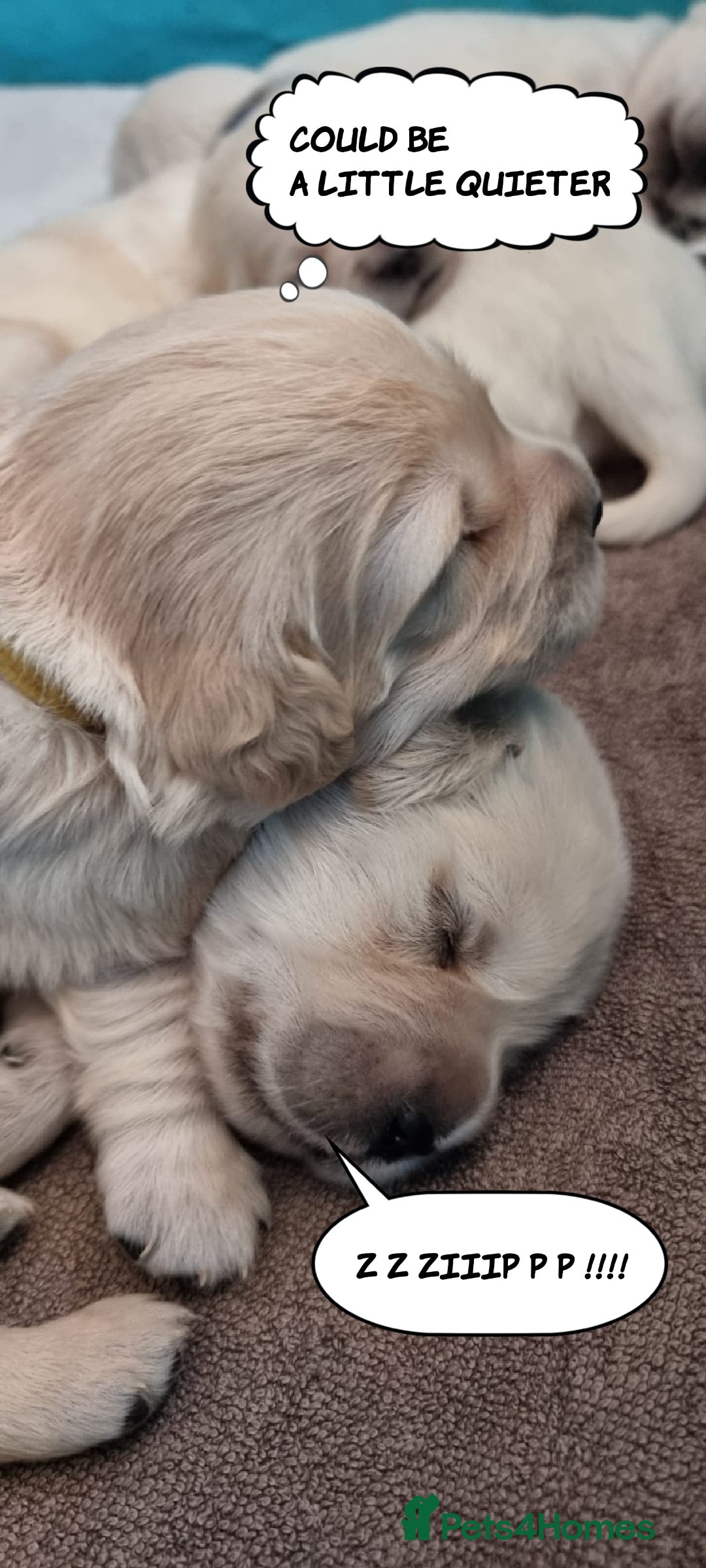 Golden Retriever dogs for sale: Golden Retriever descendants of Champions - Image 1