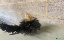 Chickens poultry for sale: 11 week old Serama frizzle bantams  in Milton Keynes - Advert 8