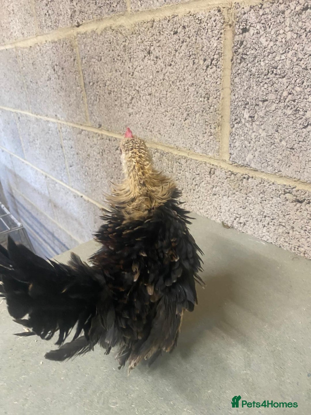Chickens poultry for sale: 11 week old Serama frizzle bantams  in Milton Keynes - Advert 8