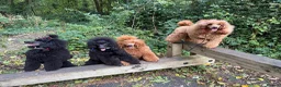 Miniature Poodle dogs for sale: Stunning boy, lovely temperament, deep red,  - Advert 10