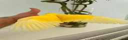 Ringnecks birds for sale:     Super Tame Hand Reared Babies Ready for Rehome - Advert 4