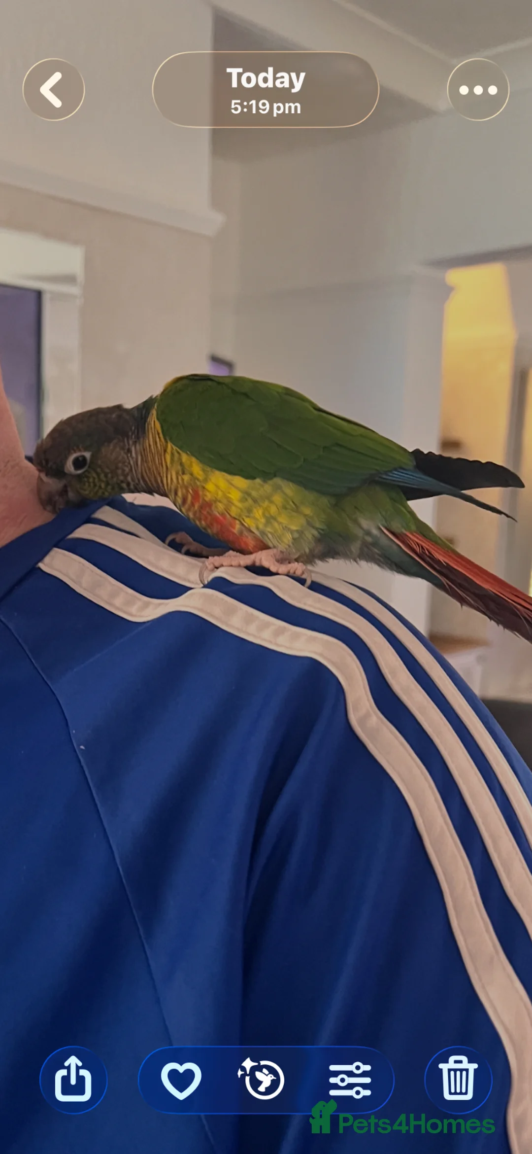 Conures birds for sale: Green Cheeked Conure talking - Advert 6