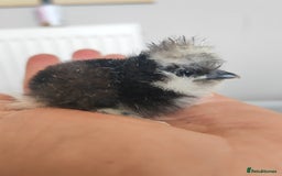 Chickens poultry for sale: USA silkie, jumbo coturnix, celadon quails - Image 23