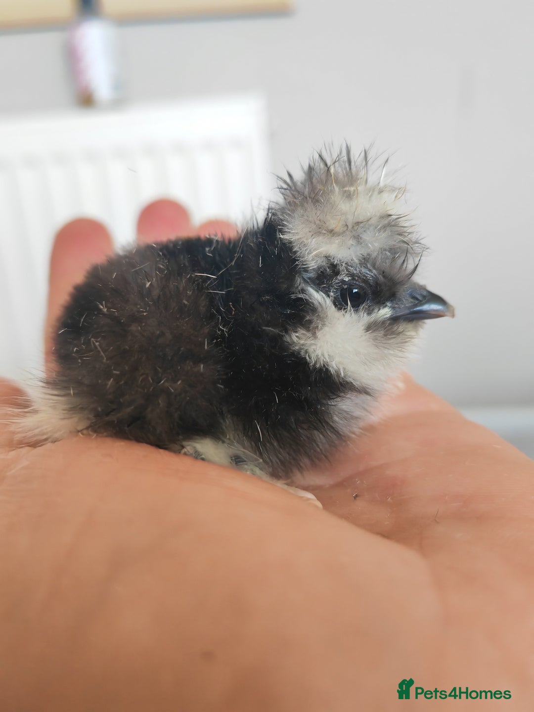 Chickens poultry for sale: USA silkie, jumbo coturnix, celadon quails - Image 23
