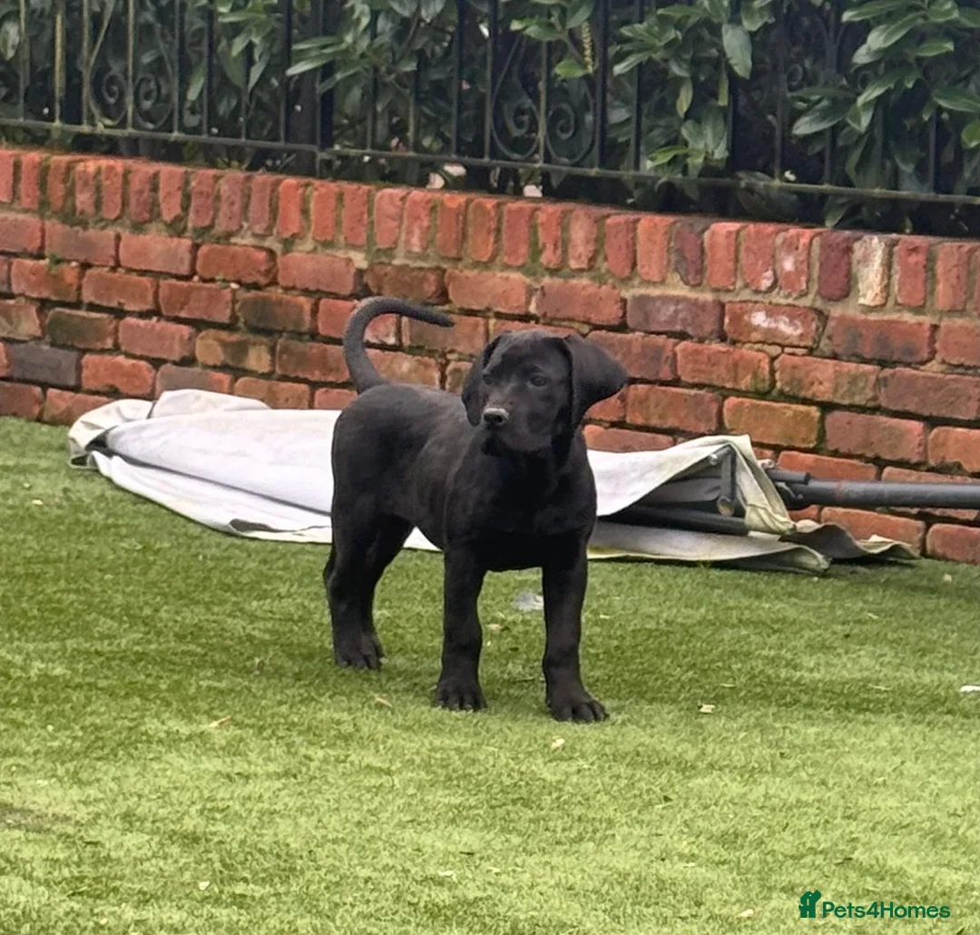 Boerboel dogs for sale: Boerboel puppies - Advert 2