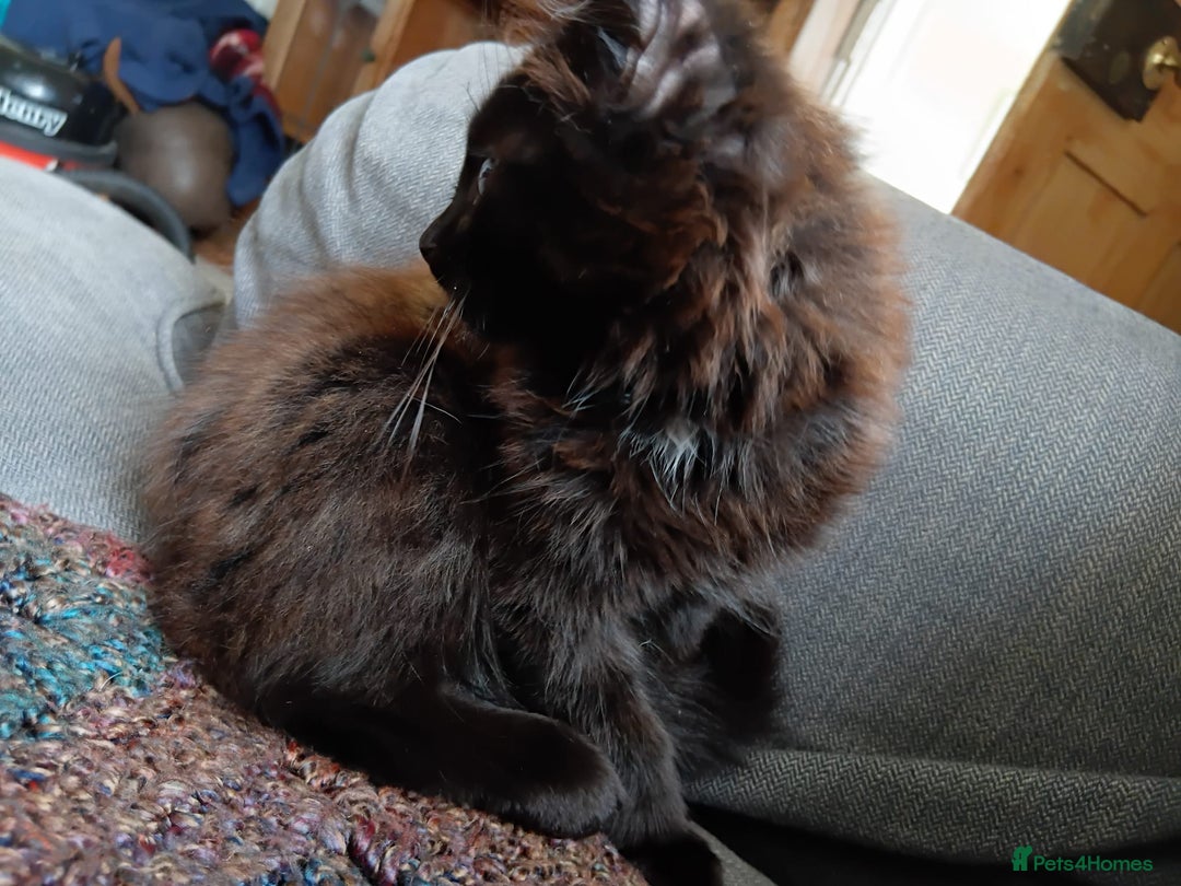 British Longhair cats for sale: Amazing fluff ball - Image 2