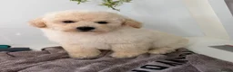 Poochon dogs for sale: Health tested poochons  - Advert 1
