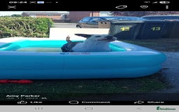 Old Tyme Bulldog dogs for sale: Old tyme bulldog  - Image 3