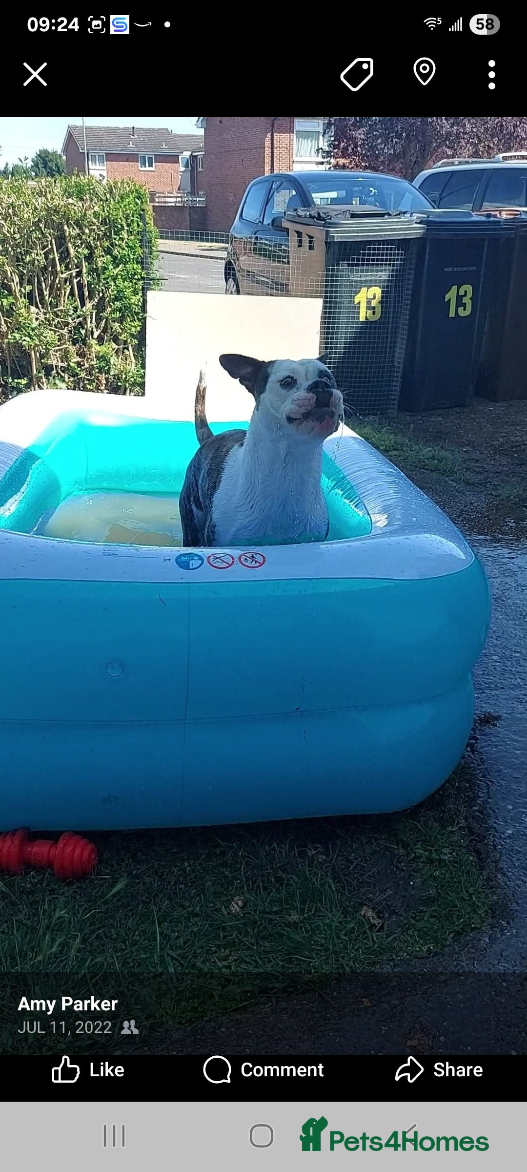 Old Tyme Bulldog dogs for sale: Old tyme bulldog  - Image 3